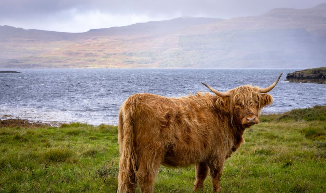 Highland Cows: Scotland’s Hairy Icons of the Highlands