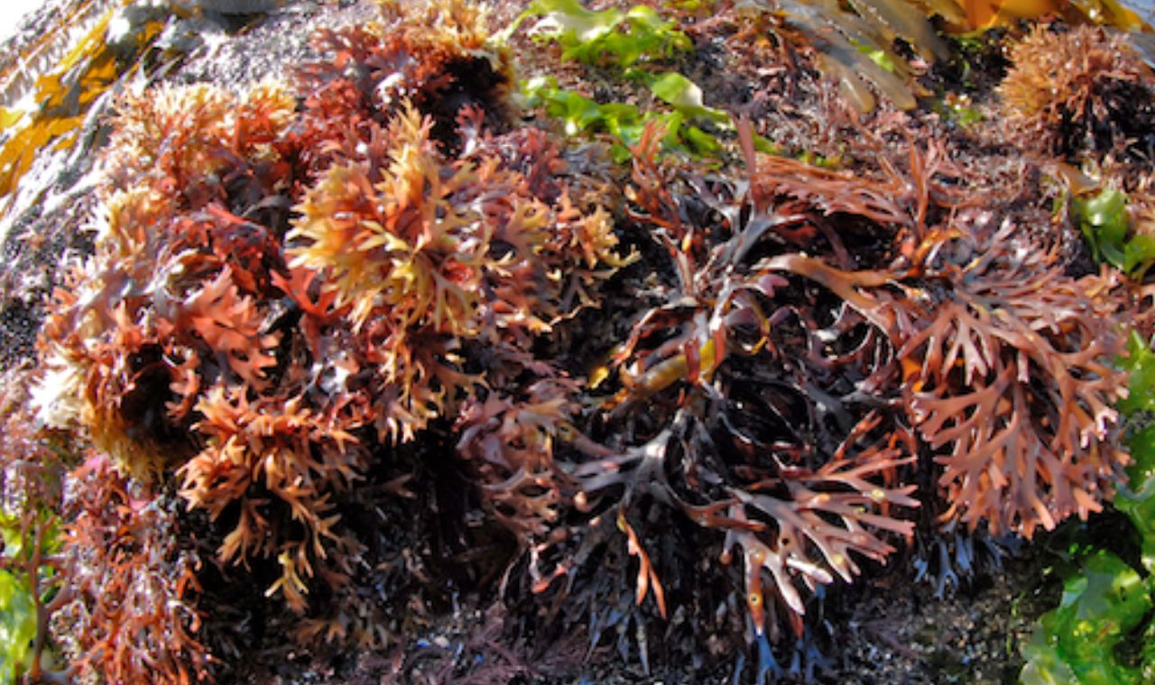 Irish Moss: Traditional Uses of Ireland’s “Carrageen”