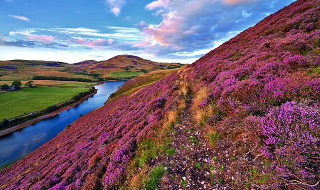 Scottish Heather: A Flower Steeped in Symbolism