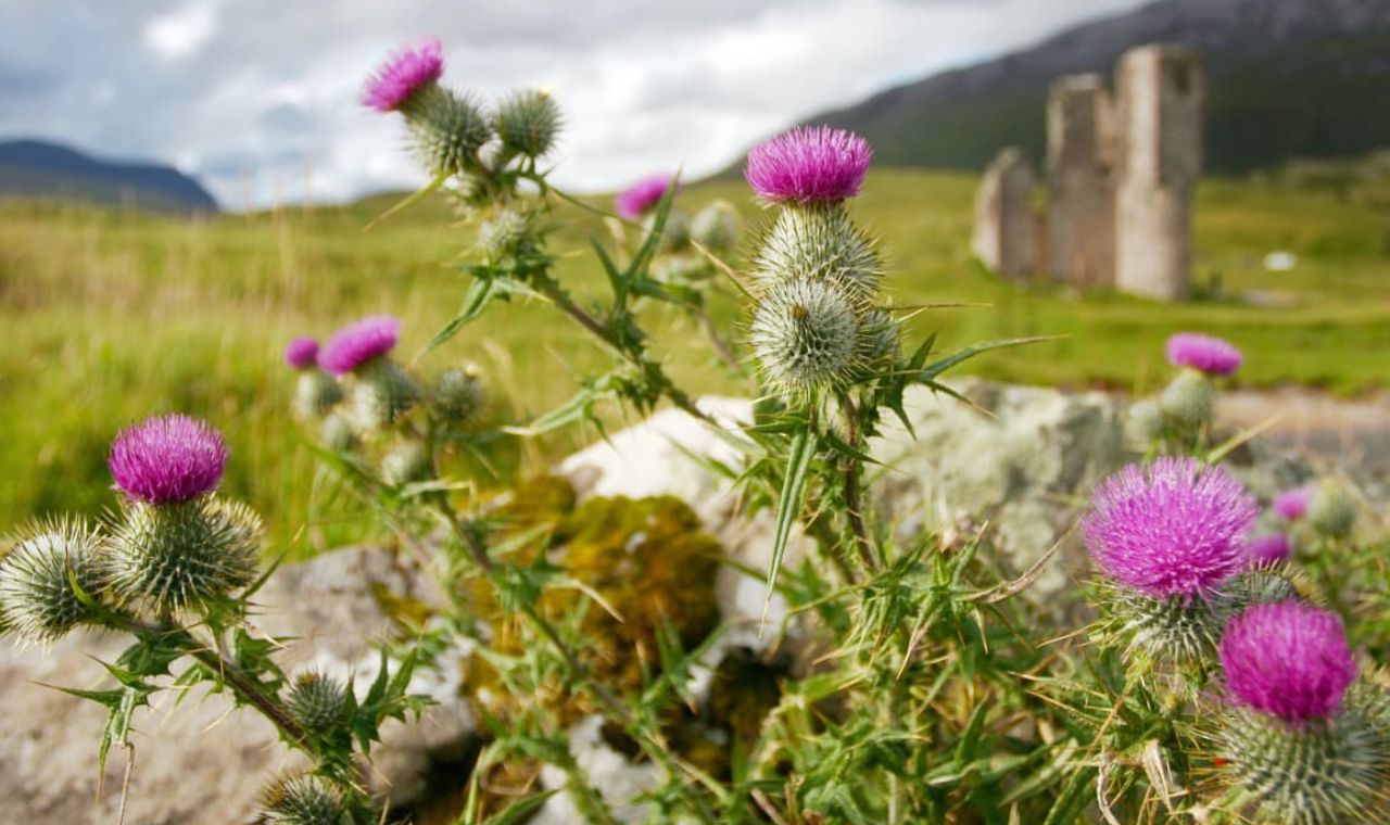 Thistle: Scotland’s Prickly Emblem of Heritage
