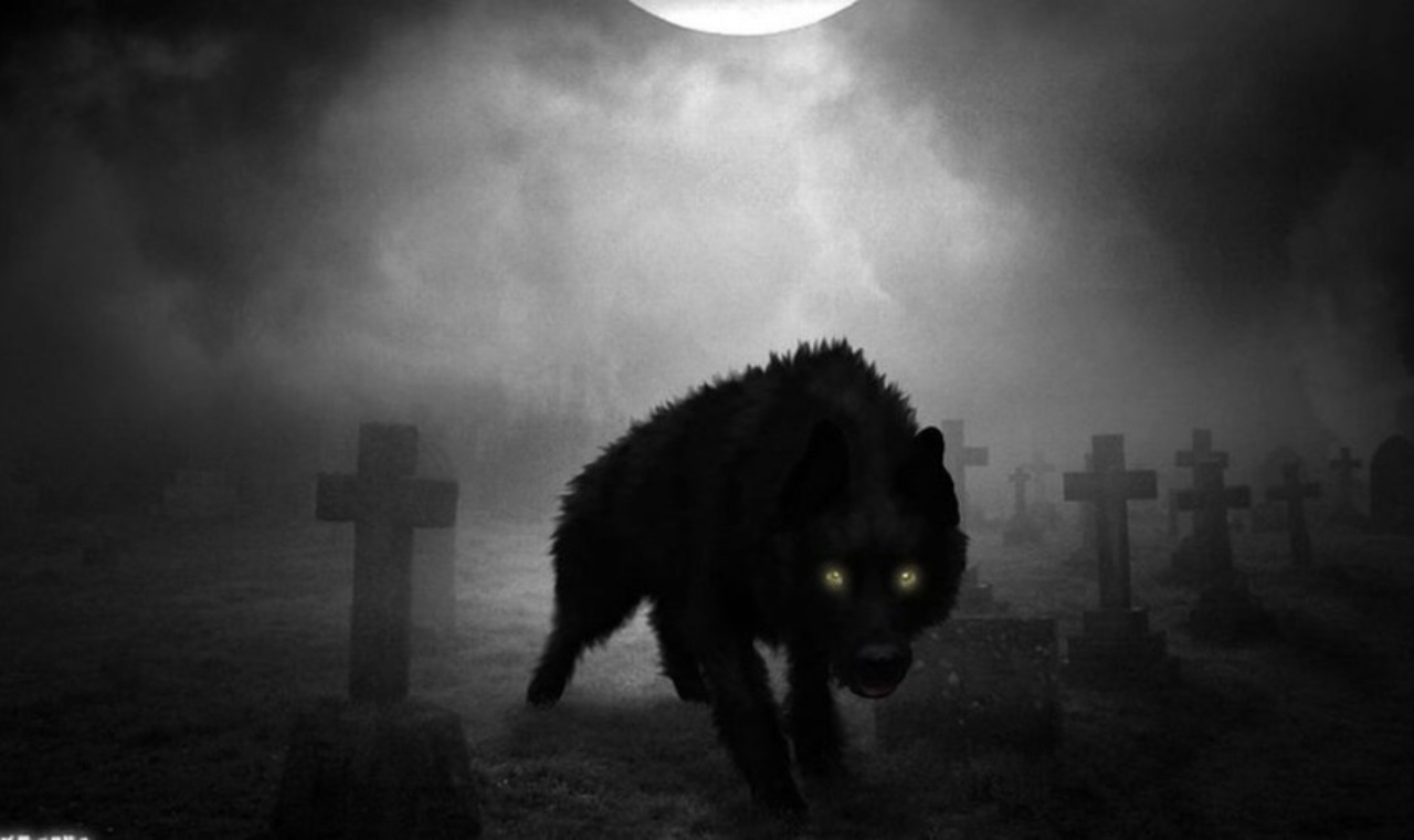 The Black Dog of Scottish Lore | Myth, Warnings & Legends