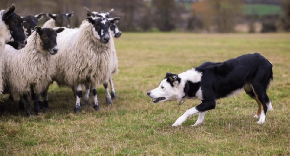 Irish Sheepdog Trials