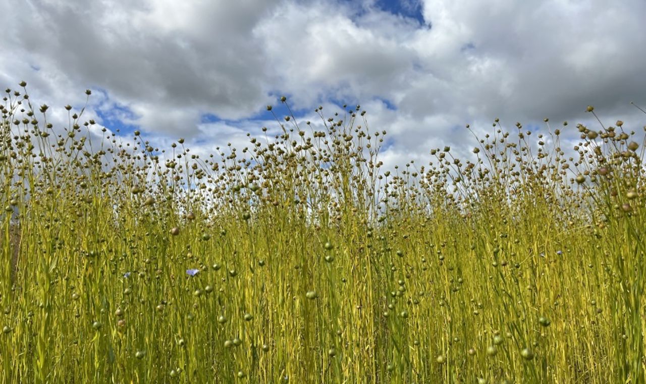 Irish Flax Processing: From Field to Fine Linen