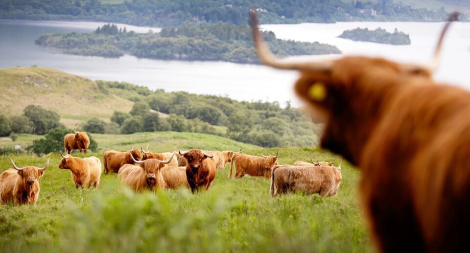 Symbolism of the Scottish Highland Cow