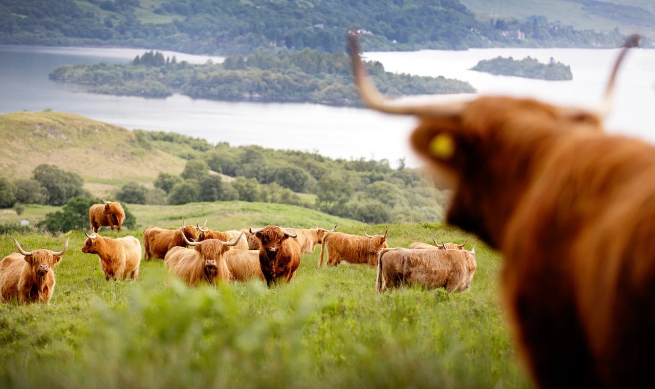 Symbolism of the Scottish Highland Cow