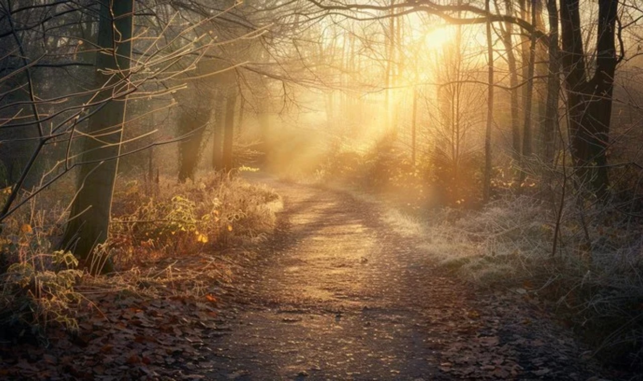 Celtic Sacred Groves: Nature, Ritual, and Memory