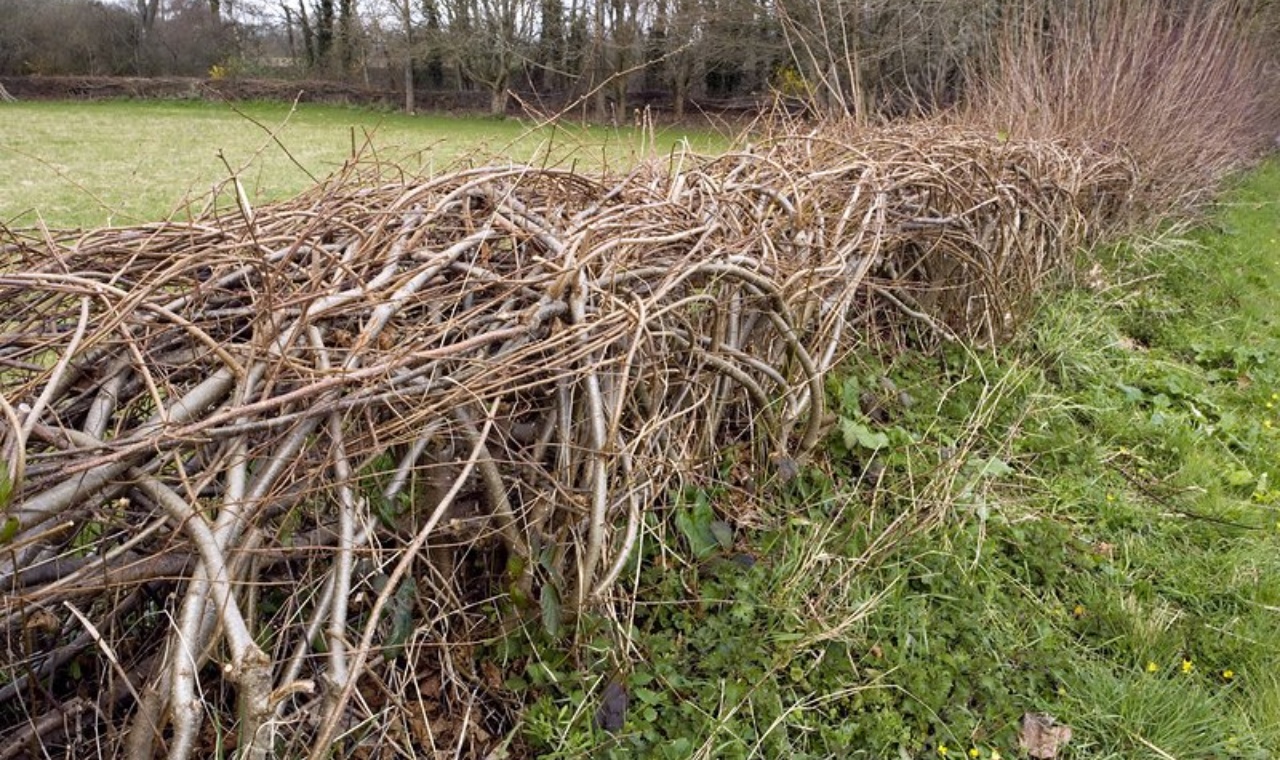 Irish Hedge Laying: A Living Rural Tradition