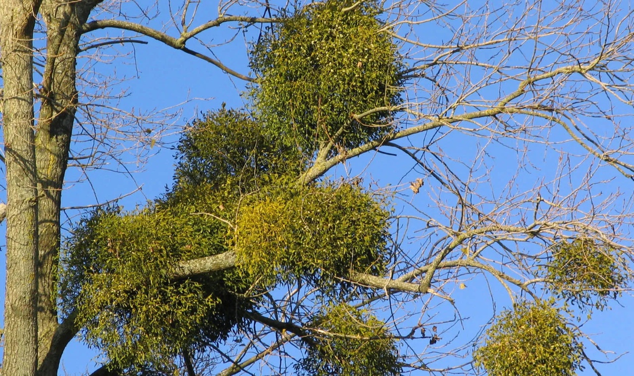 The Celts’ Sacred Use of the Mistletoe: Ritual, Meaning, and Memory