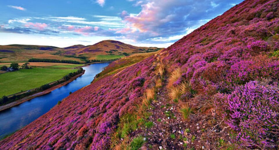 Scottish Heather Fields