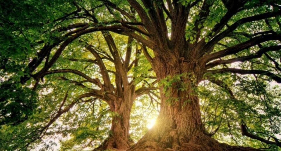 Celtic Sacred Groves and Trees