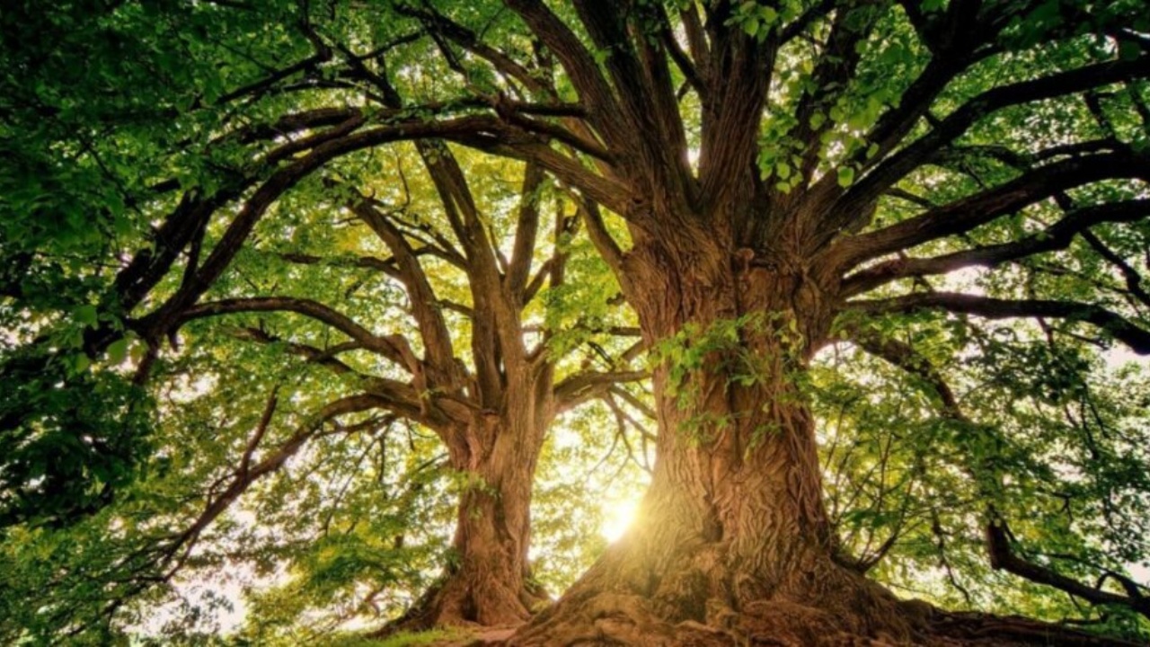 Celtic Sacred Groves and Trees Explained