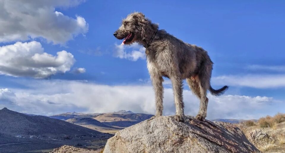 Irish Wolfhound