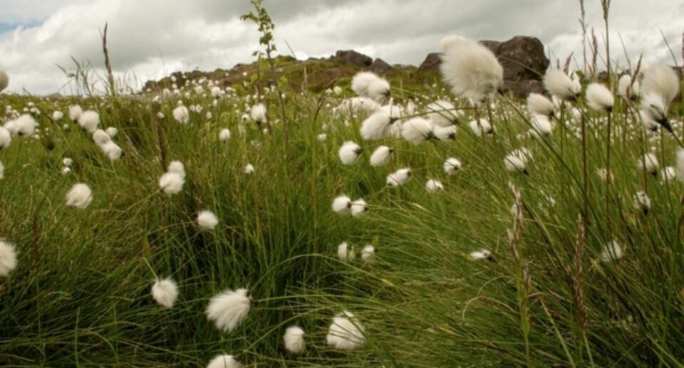 Irish Bog Cotton Harvest: Tradition & Landscape