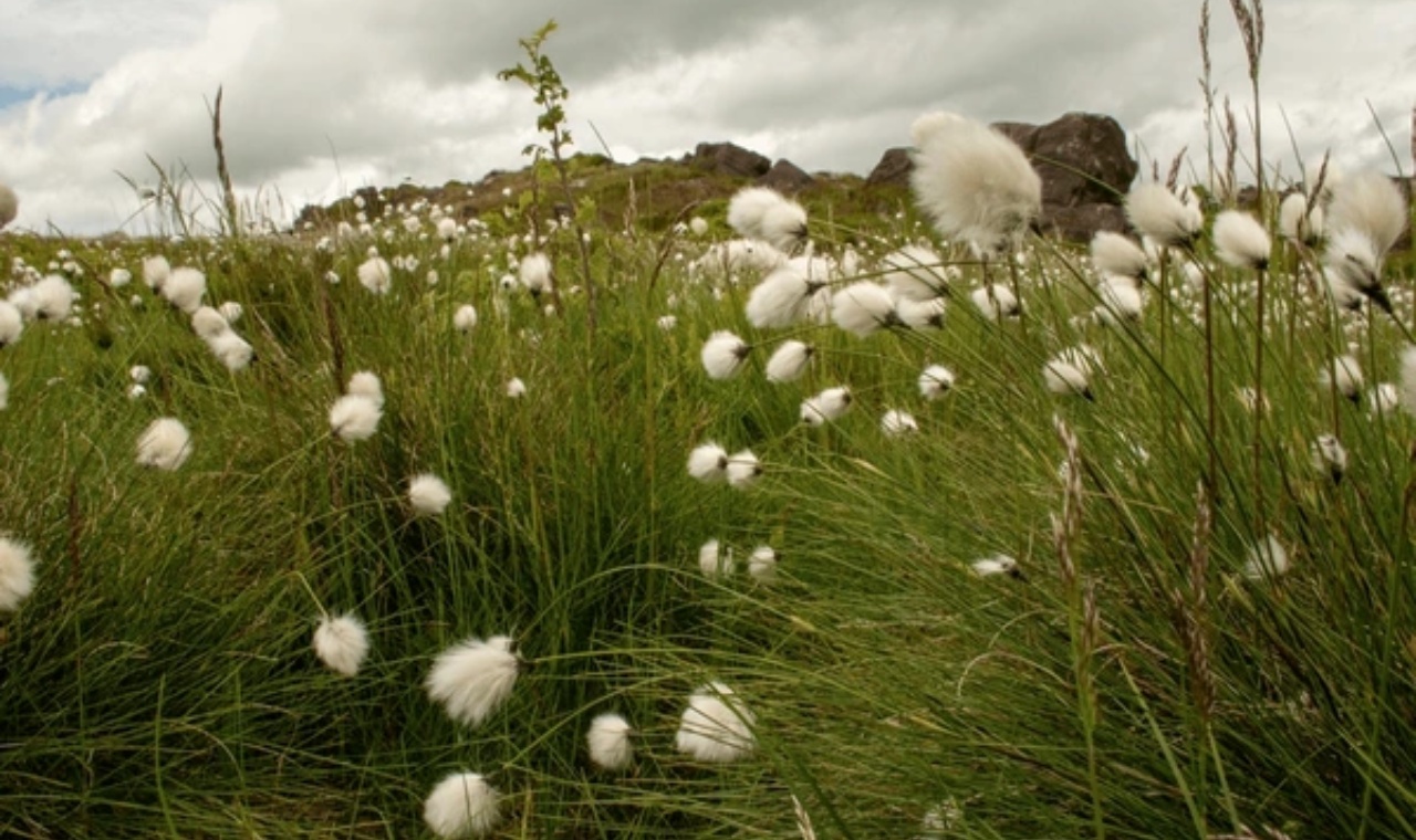 Irish Bog Cotton Harvest: Tradition & Landscape