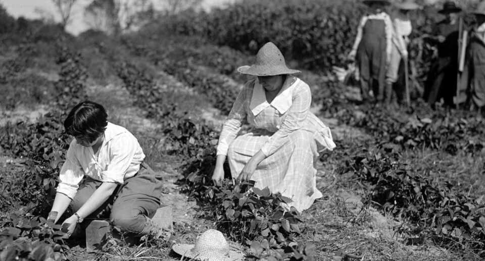 Irish Seed Saving Traditions: Guardians of Heritage and Biodiversity