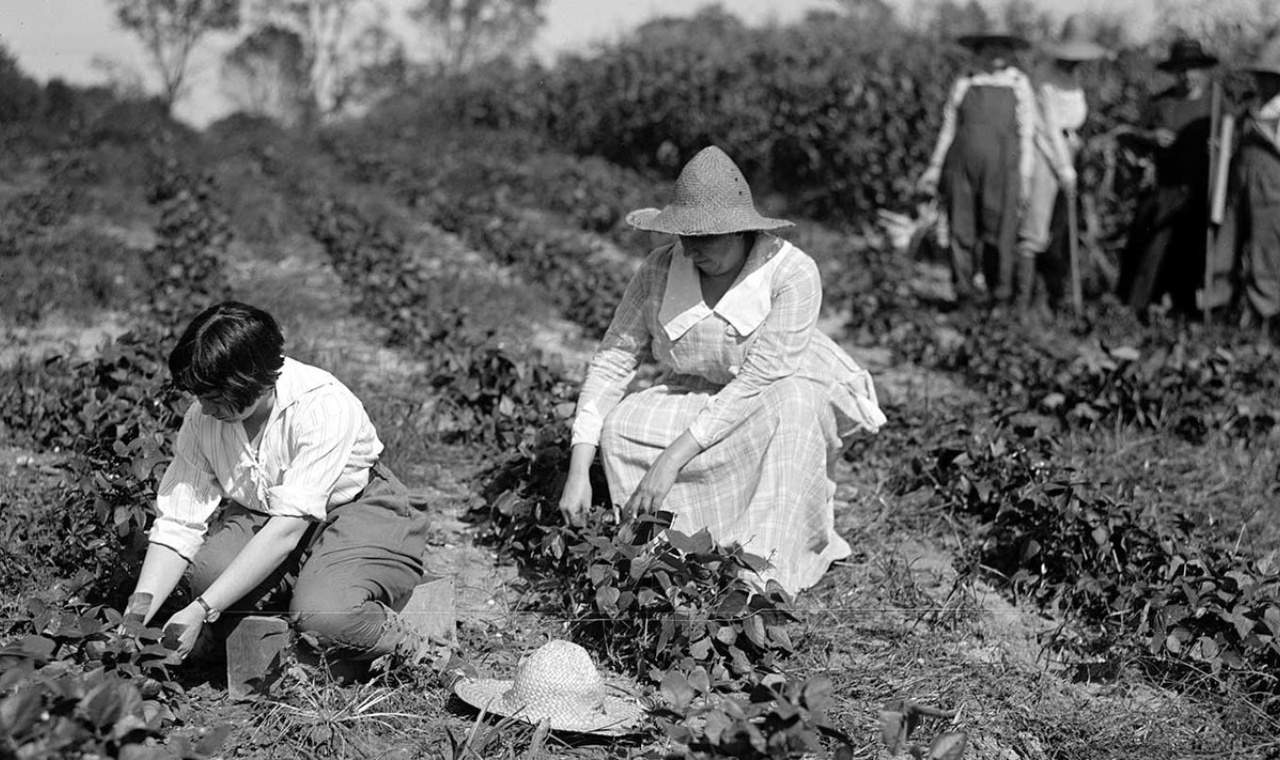 Irish Seed Saving Traditions: Guardians of Heritage and Biodiversity