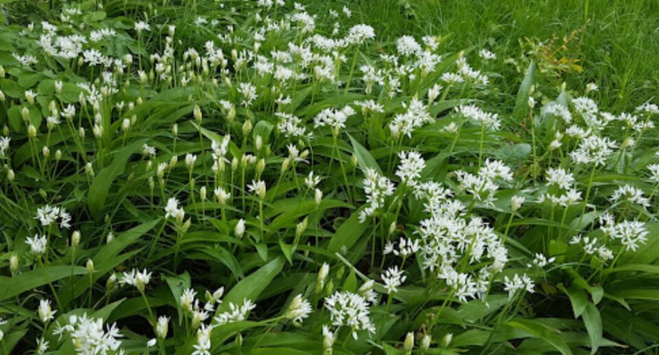 Irish Wild Garlic Recipes: A Seasonal Taste of Celtic Tradition