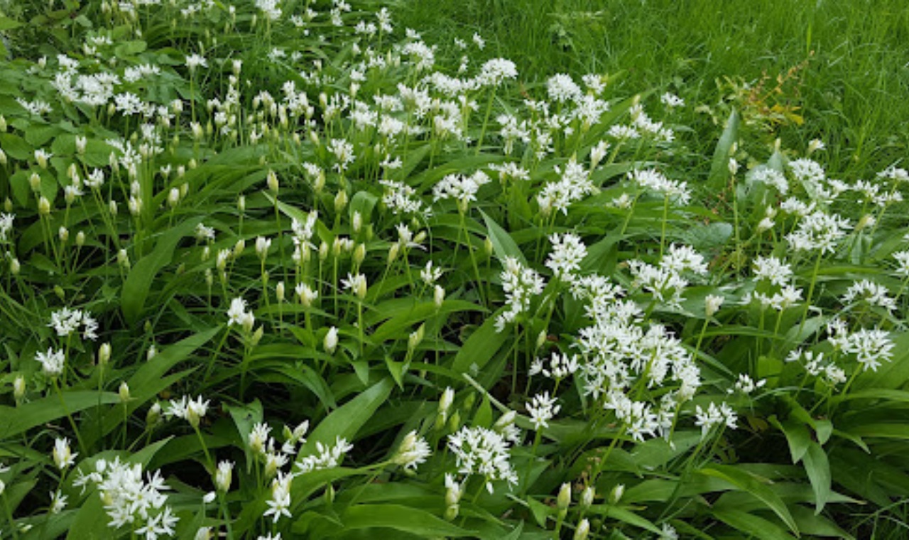 Irish Wild Garlic Recipes: A Seasonal Taste of Celtic Tradition